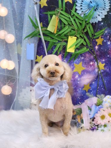 20250725きなこくん