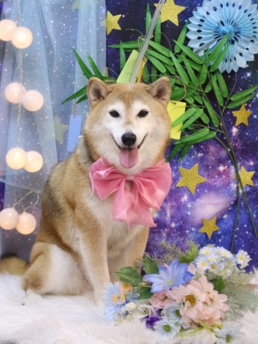 20250725こはるちゃん