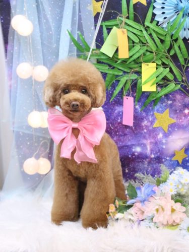 20250726ろこちゃん