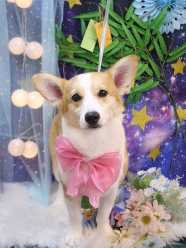 20250726モコちゃん