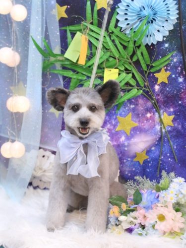 20250726シルヴァくん