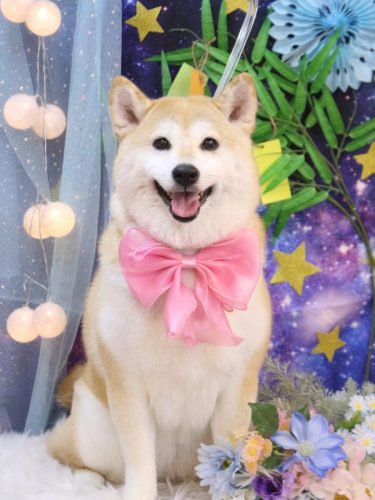 20250726梅子ちゃん