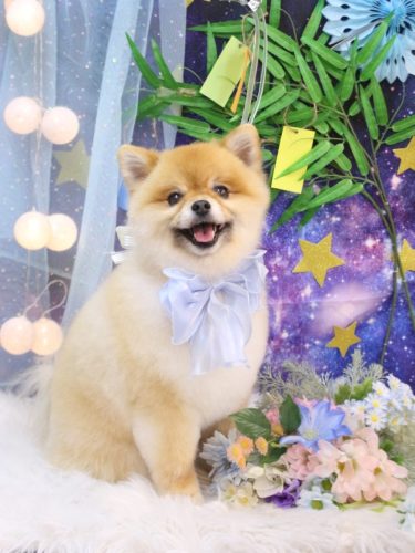 20250726たぬきちくん