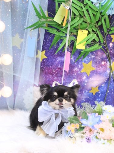 20250726プリンちゃん