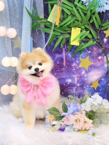 20250726モコくん