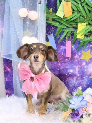 20250727カルアちゃん