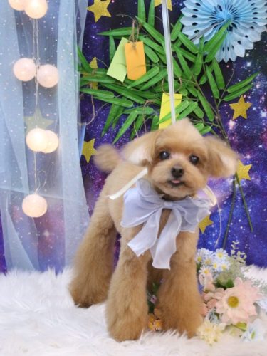 20250727チップくん