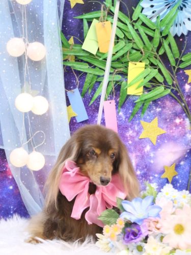 20250727ココアちゃん