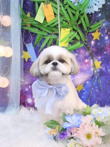 20250727みたらしちゃん