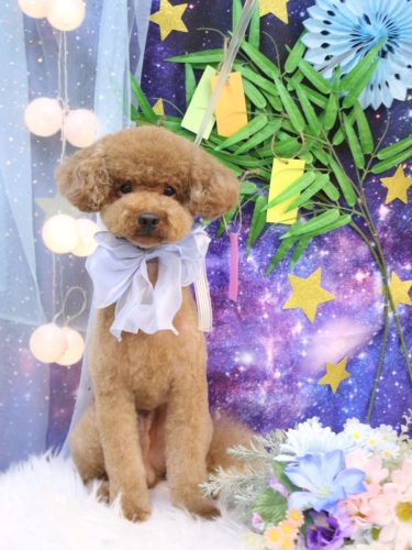 20250727まめくん