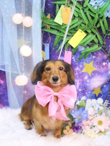 20250729めいちゃん