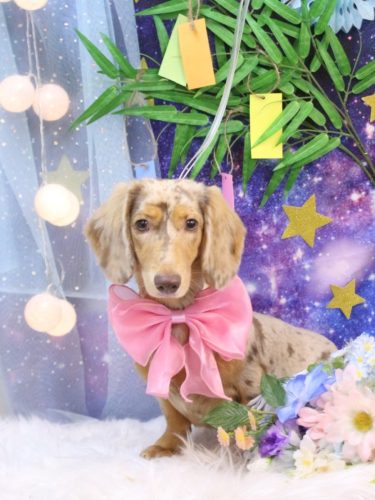 20250729栞ちゃん