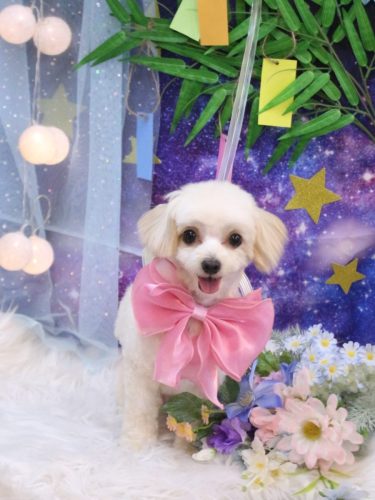 20250729チプレちゃん