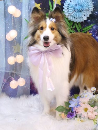 20250730トイくん