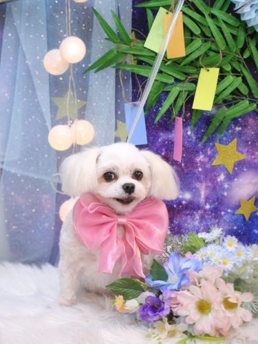 20250730サクラちゃん