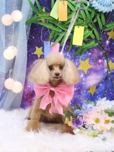 20250730イヴちゃん