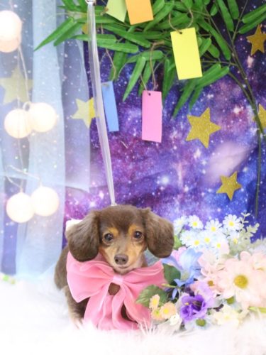 20250730ココちゃん