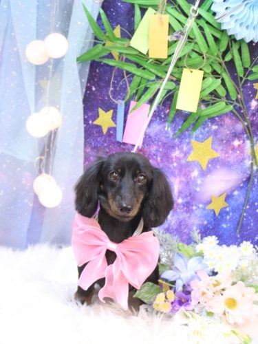 20250730リリィーちゃん