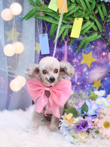 20250730サージュちゃん