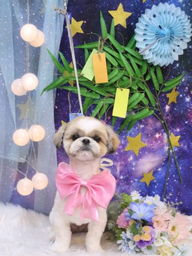 20250731あずきちゃん