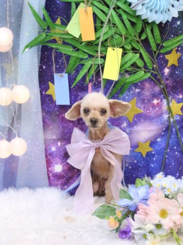 20250731きなこちゃん