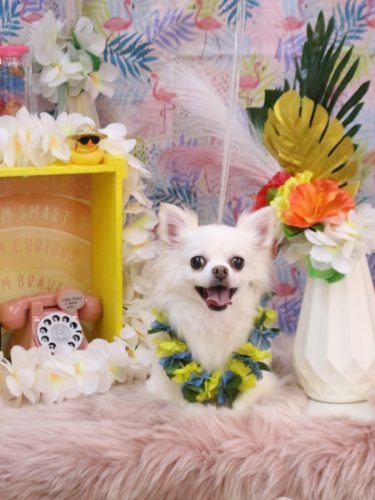 20250801シロくん