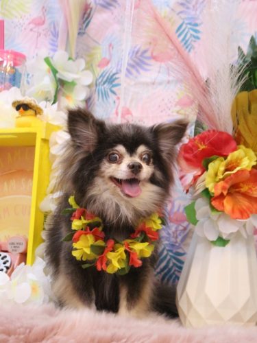 20250801チップくん