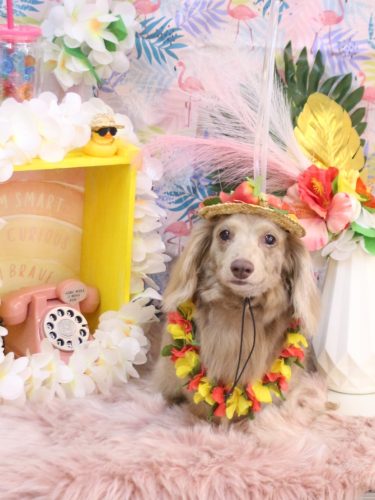 20250801ぺこちゃん