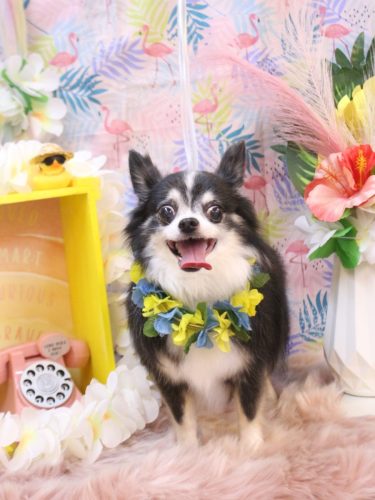 20250802パピーくん