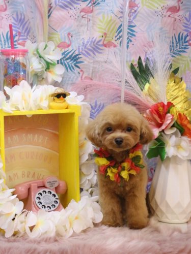 20250802らぶちゃん