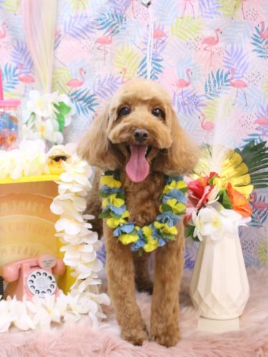 20250803テディくん