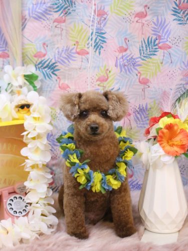 20250803ココアくん