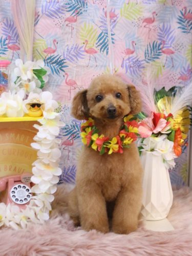 20250803チョコちゃん