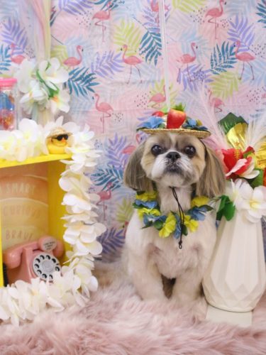 20250803ちょびくん