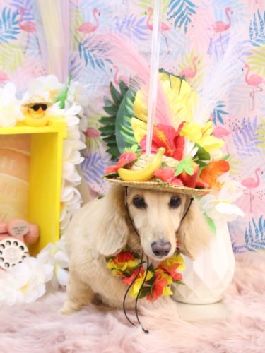 20250805きなこちゃん