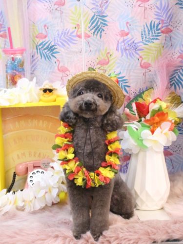 20250805chipieちゃん