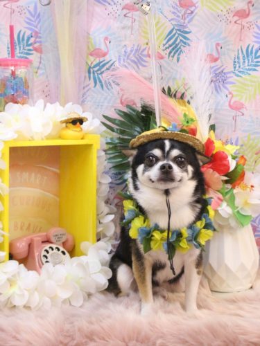 20250805チー太くん