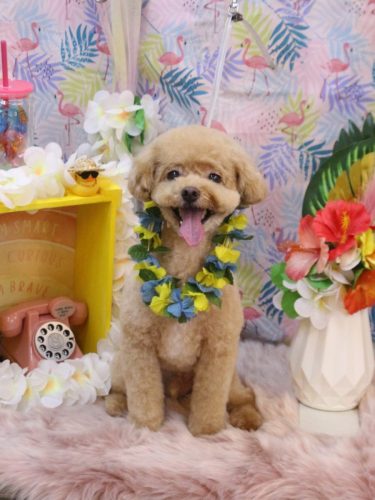 20250805ぽっきーくん