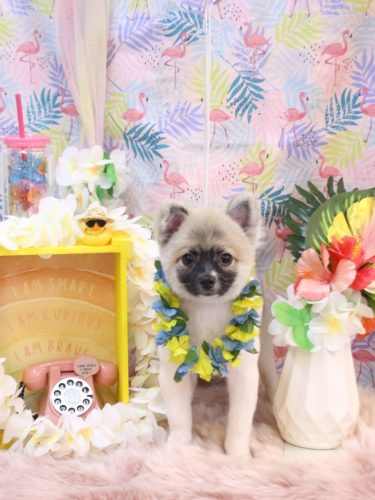 20250805だるくん