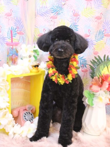 20250805アロちゃん