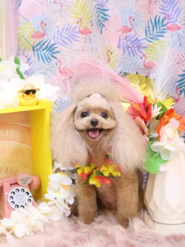 20250806麦ちゃん