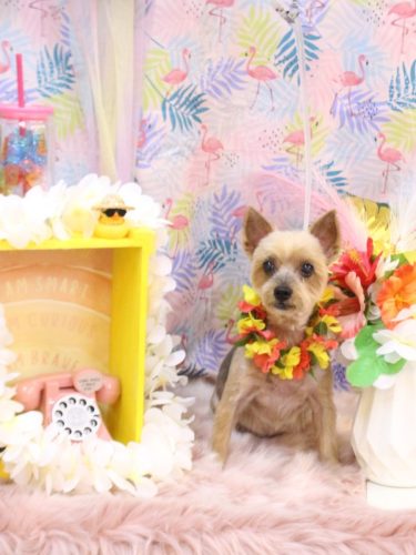 20250806チョコちゃん