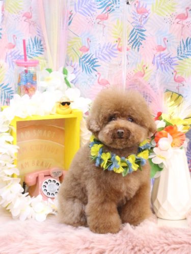 20250806てんくん