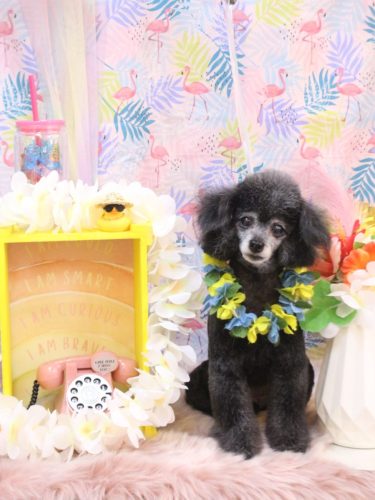 20250806ラムくん