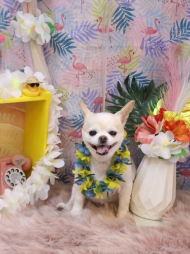 20250807ソックスくん