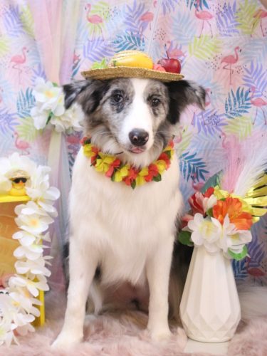 20250807アイスちゃん