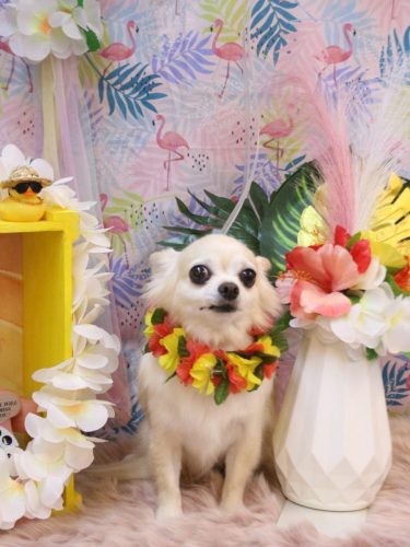 20250807ミルクちゃん