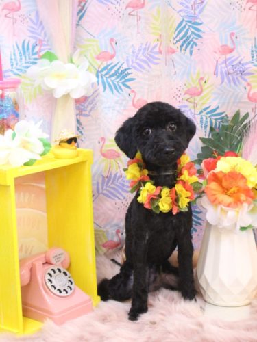 20250807クロちゃん