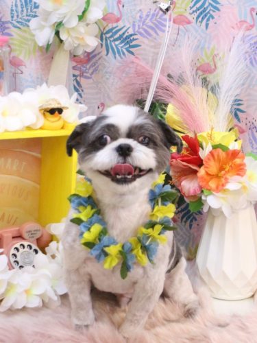 20250808大吉くん