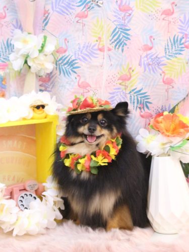 20250808アンバーちゃん